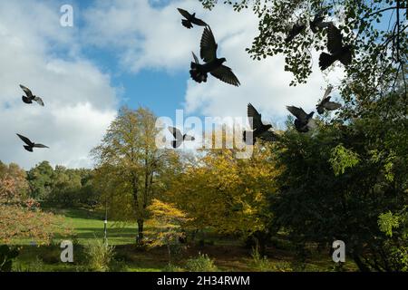 Tauben fliegen im Herbst, Kelvingrove Park. Vögel Herbstblätter. Schottland Stockfoto