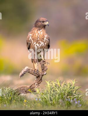 Ein gewöhnlicher europäischer Bussard (Buteo buteo)-Greifvogelgrab, der in den spanischen Pyrenäen, Vilagrassa, Katalonien, Spanien auf der Suche nach Beute ist. April. Stockfoto