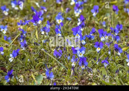 Dune Heartsease (Viola tricolor subsp. Curtisii) blüht in den Dünen von Ameland Stockfoto