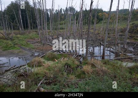 Podlasie, Polen - 20. Oktober 2020: Schwimmende Enten im See Stockfoto