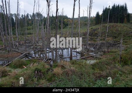 Podlasie, Polen - 20. Oktober 2020: Schwimmende Enten im See Stockfoto