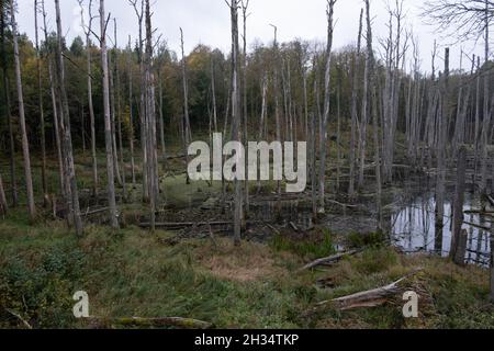 Podlasie, Polen - 20. Oktober 2020: Schwimmende Enten im See Stockfoto