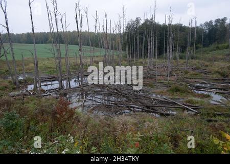 Podlasie, Polen - 20. Oktober 2020: Schwimmende Enten im See Stockfoto