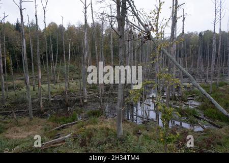 Podlasie, Polen - 20. Oktober 2020: Schwimmende Enten im See Stockfoto