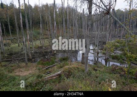 Podlasie, Polen - 20. Oktober 2020: Schwimmende Enten im See Stockfoto