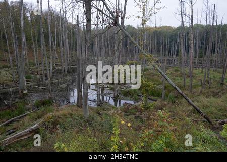 Podlasie, Polen - 20. Oktober 2020: Schwimmende Enten im See Stockfoto