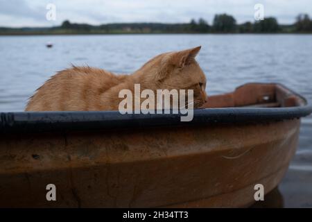 Wojnowo, Polen - 10. Oktober 2020: Ingwerkatze und ein Boot am See Stockfoto