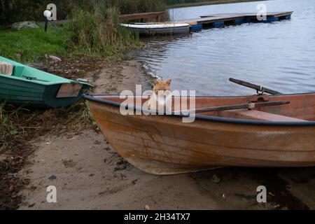 Wojnowo, Polen - 10. Oktober 2020: Ingwerkatze und ein Boot am See Stockfoto