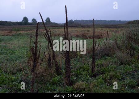 Podlasie, Polen - 20. Oktober 2020: Landschaft des polnischen Podlasie Stockfoto