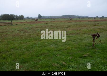 Podlasie, Polen - 20. Oktober 2020: Landschaft des polnischen Podlasie Stockfoto