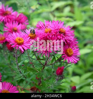 Blühende rote Aster im Garten Stockfoto