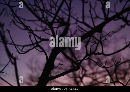 Silhouette von Baumzweigen auf einem violetten Sonnenuntergang Himmel Hintergrund Stockfoto