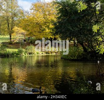 Kelvingrove Park (Glasgow) Teich, Herbst/Herbstfarben. Blätter (gelbgrün), Sonnenlicht, Wasser, Enten. Oktober 2021 Stockfoto