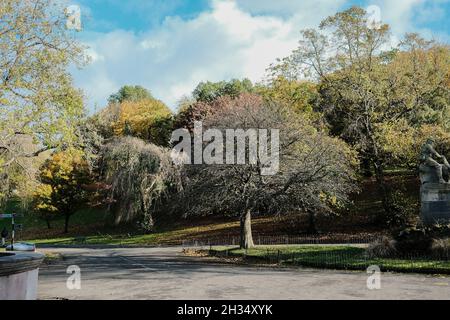 Herbstbäume und Blätter im Kelvingrove Park Scotland, Glasgow. Oktober 2021 Stockfoto