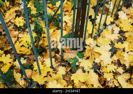 Leuchtend gelbe und grüne Herbstblätter auf dem Boden. Herbstlich, Schottland Stockfoto
