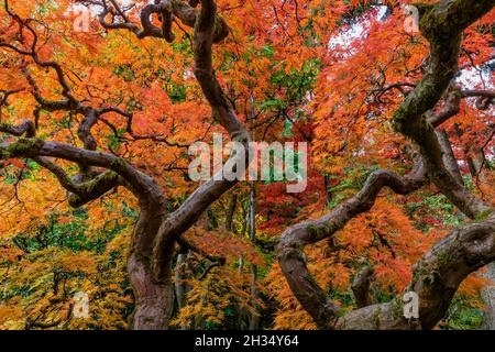 Japanischer Ahorn, Acer palmatum, brilliant mit Herbstfarbe im Seattle Japanese Garden, Seattle, Washington State, USA Stockfoto