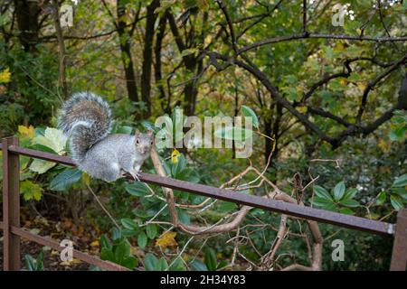 Eichhörnchen im Park, Kelvingrove Glasgow Stockfoto