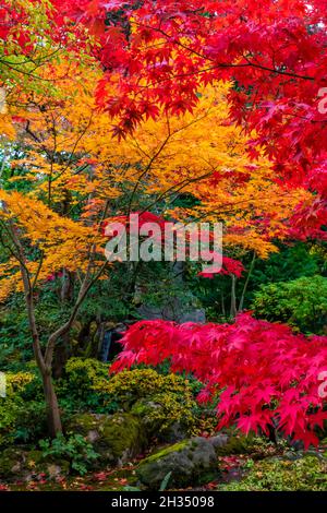 Japanischer Ahorn, Acer palmatum, brilliant mit Herbstfarbe im Seattle Japanese Garden, Seattle, Washington State, USA Stockfoto