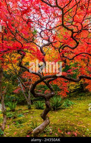 Japanischer Ahorn, Acer palmatum, brilliant mit Herbstfarbe im Seattle Japanese Garden, Seattle, Washington State, USA Stockfoto