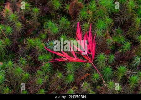 Gefallener japanischer Ahorn, Acer palmatum, Blatt mit Herbstfarbe auf einem Moosbett im Japanischen Garten von Seattle, Seattle, Bundesstaat Washington, USA Stockfoto