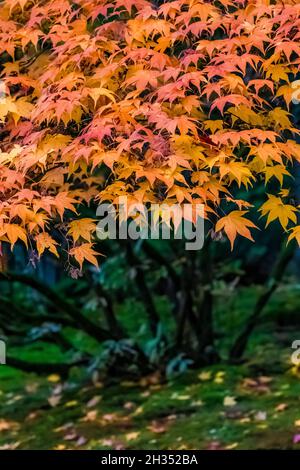 Japanischer Ahorn, Acer palmatum, brilliant mit Herbstfarbe im Seattle Japanese Garden, Seattle, Washington State, USA Stockfoto