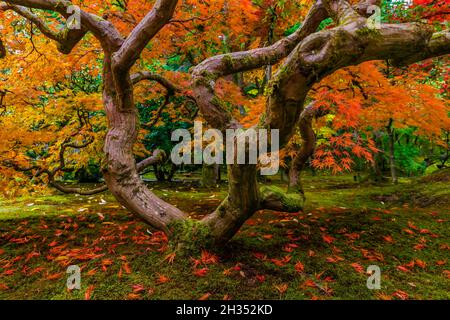 Japanischer Ahorn, Acer palmatum, brilliant mit Herbstfarbe im Seattle Japanese Garden, Seattle, Washington State, USA Stockfoto