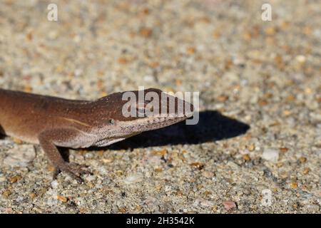 Die Eidechse - Anolis carolinensis - kriecht in ihrer braunen Form über einen Bürgersteig. Selektiver Fokus auf den Kopf. Stockfoto