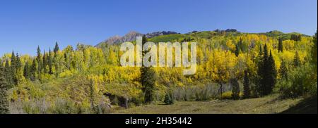 Gelb und Grün von Herbstbaumfarbe in einer Panoramaaufnahme in Colorado Stockfoto