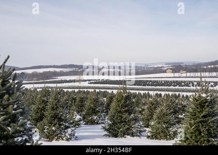 Schneebedeckte Weihnachtsbäume auf der Tree Farm Stockfoto