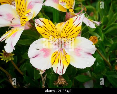 Weiße und gelbe Peruanische Lilie (Alstroemeria aurea) blüht Stockfoto