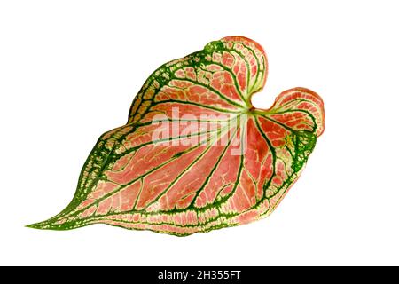 Caladium Blätter, Königin der Blätter guter Luftreiniger isoliert auf weißem Hintergrund Caladium bicolor Schlote mit Clipping Pfad. Stockfoto