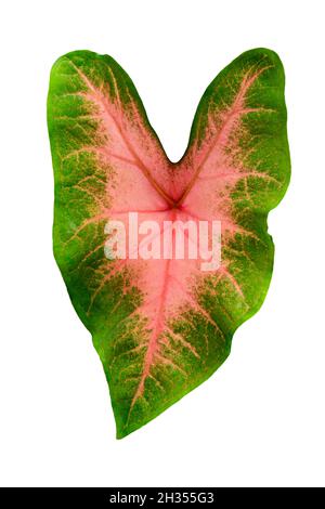 Königin der Blattpflanzen Wissenschaftlicher Name ist Caladium bicolor auf weißem Hintergrund mit Beschneidungspfad. Stockfoto