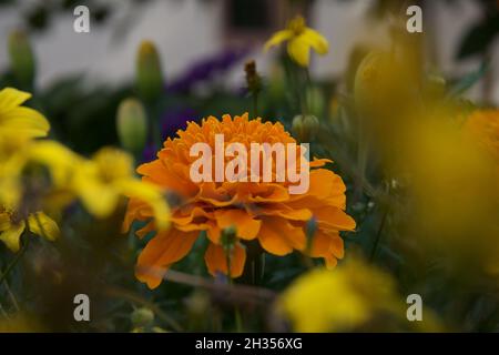 Wunderschöne, leuchtend orangefarbene Blume, die in einem Garten, umgeben von gelben Blumen, hell leuchtet Stockfoto