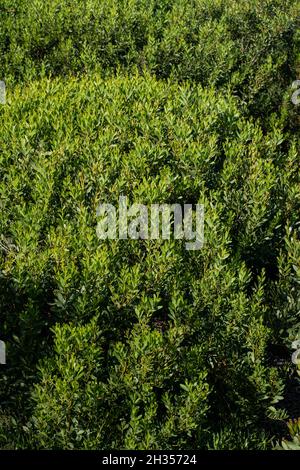 Akazie Melanoxylon oder Acacia Penninervis, dunkelgrün, schmale Blätter und kleine, kugelartige, gelblich-weiße Blüten. Wildes Schwarzholz oder Wattle ist floweri Stockfoto