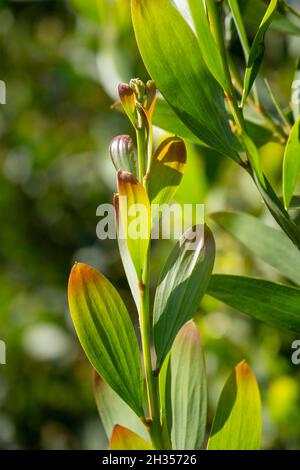 Akazie Melanoxylon oder Acacia Penninervis, dunkelgrün, schmale Blätter und kleine, kugelartige, gelblich-weiße Blüten. Wildes Schwarzholz oder Wattle ist floweri Stockfoto