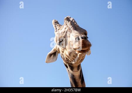 Die angolanische Giraffe wird auch Giraffa giraffa angolensis genannt und kommt in Namibia durch Westsimbabwime vor. Stockfoto