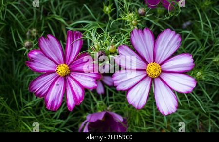 Nahaufnahme der Cosmos-Blumen in der Felbrigg Hall Stockfoto