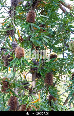 Einheimischer australischer Banksia-Baum, Proteaceae, braune Samenkapseln an einem Frühlingstag, Sydney Northern Beaches, NSW, Australien Stockfoto