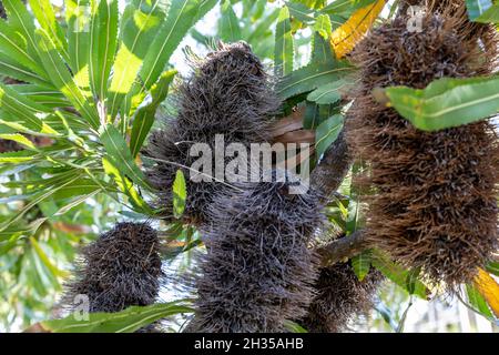 Einheimischer australischer Banksia-Baum, Proteaceae, braune Samenkapseln an einem Frühlingstag, Sydney Northern Beaches, NSW, Australien Stockfoto