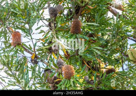 Einheimischer australischer Banksia-Baum, Proteaceae, braune Samenkapseln an einem Frühlingstag, Sydney Northern Beaches, NSW, Australien Stockfoto