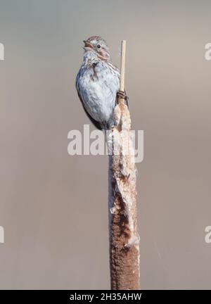 Ein männlicher Song Sparrow (Melospiza melodia) singt von einem Cattail (Typha) in einem Sumpfgebiet auf dem Jack's Creek Campground, Idaho, USA Stockfoto