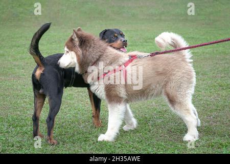 Rottweiler und Alaskan Malamute Hunde auf dem Feld. Konzept der Hundesozialisierung. Stockfoto