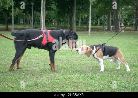 Zwei Hunde, Beagle und Rottweiler, grüßen sich gegenseitig, indem sie schnüffeln. Konzept der Hundesozialisierung. Stockfoto