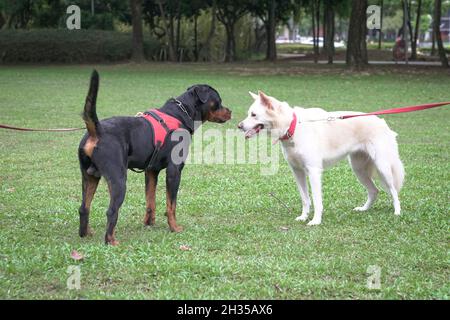 Rottweiler und White Swiss Shepherd Hunde stehen sich auf dem Feld gegenüber. Konzept der Hundesozialisierung. Stockfoto