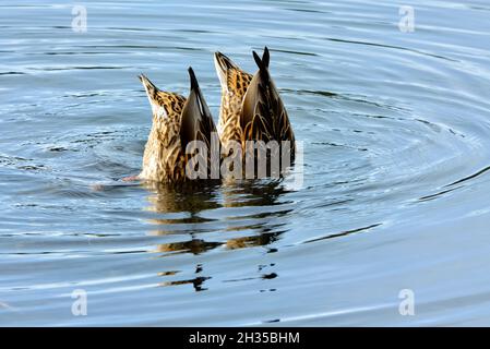 Zwei weibliche Stockenten, die sich im flachen Wasser des Biberteiches im ländlichen Alberta Canada ernähren. Stockfoto