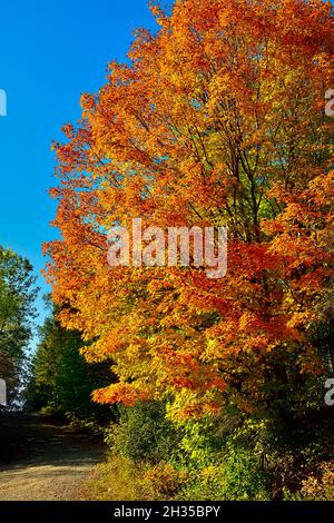 Ein vertikales Bild des roten Ahornbaums mit seinen Blättern, die die hellen Farben des Herbstes im ländlichen New Brunswick Canada färben Stockfoto