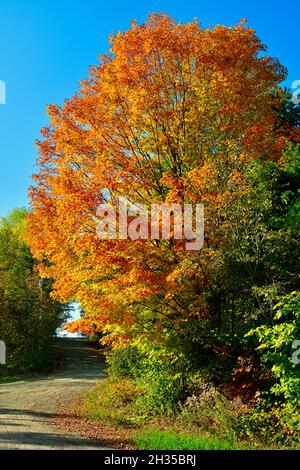 Ein vertikales Bild des roten Ahornbaums mit seinen Blättern, die die hellen Farben des Herbstes auf einer unbefestigten Straße im ländlichen New Brunswick Canada drehen Stockfoto