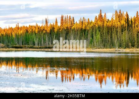 Eine morgendliche Reflexion über den Maxwell Lake in Hinton, Alberta, Kanada Stockfoto