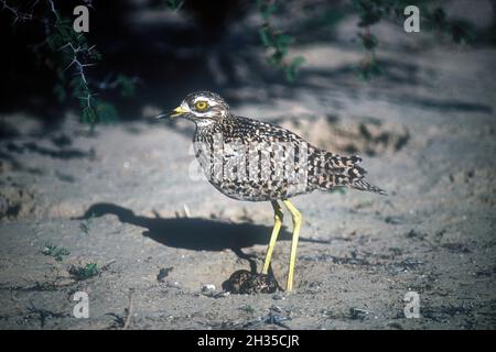 Gefleckte Dickknie, Burhinus capensis, mit Eiern, Krüger-Nationalpark, Provinz Mpumalanga, Südafrika, Afrika Stockfoto