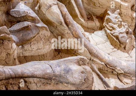 Hot Springs, South Dakota -10.2021: Knochen, die auf dem Mammoth Dig-Gelände ausgegraben wurden, verursacht durch ein eingestürztes Sinkloch Stockfoto